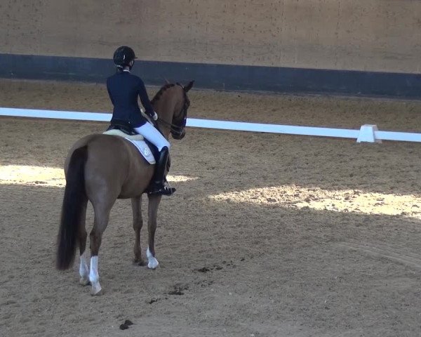 Reitturnier München-Riem 2017