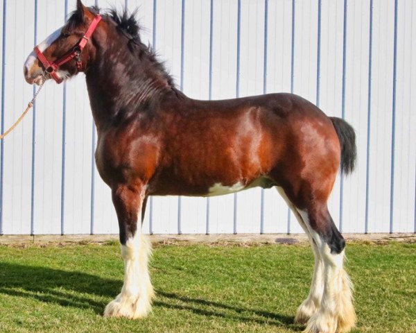 horse Brookside Harold (Clydesdale, 2019, from Tablerock's Cracker Jack)