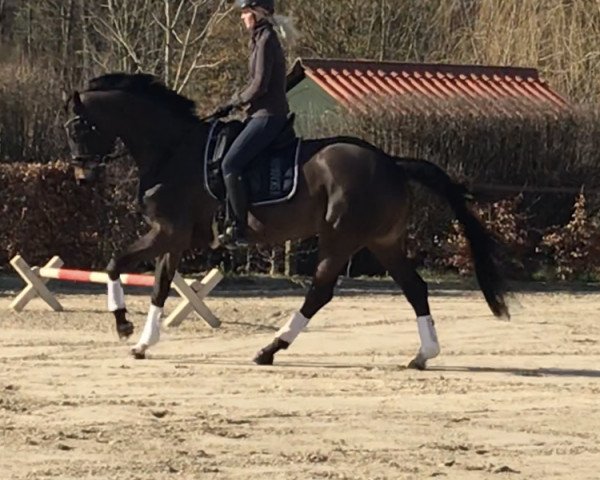 dressage horse Betty Brown 3 (Oldenburg, 2012, from Bretton Woods)