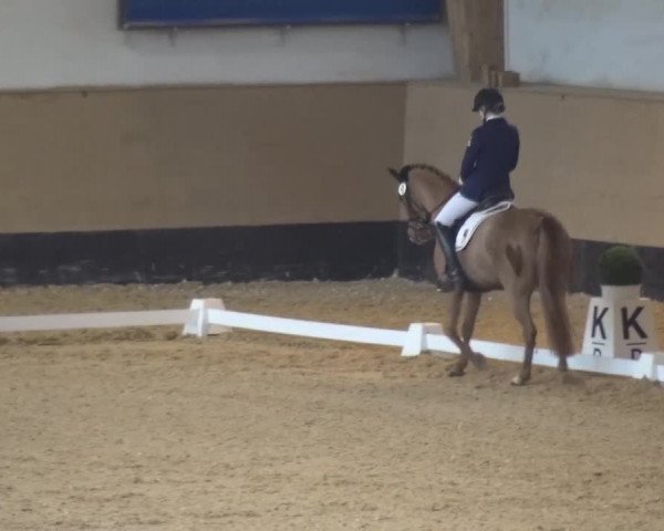 Reitturnier München-Riem 2017