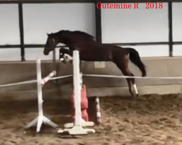 jumper Gutemine R (Oldenburg show jumper, 2015, from De Quidam)