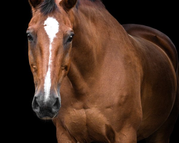 Springpferd Kalle Cool (Deutsches Reitpferd, 1999, von Kolibri 2705)