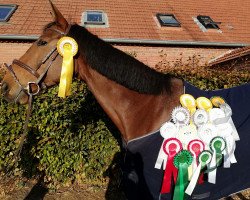 jumper Emma 314 (German Warmblood, 2010, from Contrieu)