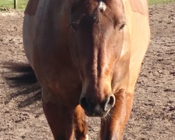 jumper Fight For (Hanoverian, 2003, from Fighting Alpha)