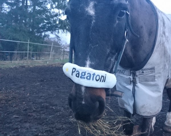 horse Pratoni (Westphalian, 1994, from Phantom)