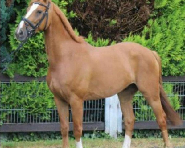 Springpferd Bareno 2 (Oldenburger Springpferd, 2005, von Balou du Rouet)