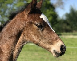 jumper Victor 187 (Oldenburg show jumper, 2018, from Vivant)