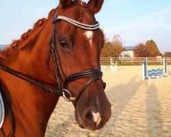 horse Nabila H (German Riding Pony, 2014, from Fehkamps Nightley)