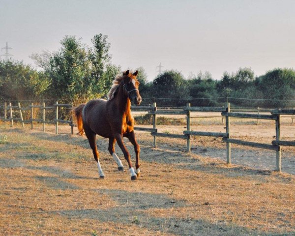 horse Doree H (German Riding Pony, 2015, from D-Day AT)