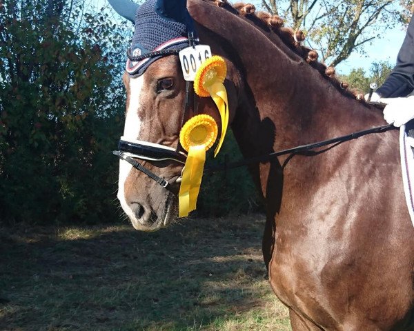 broodmare Donna Larissa 3 (Hanoverian, 2003, from Don Larino 171 FIN)