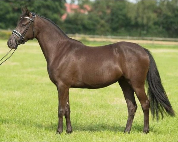 Zuchtstute Next Hit (Deutsches Reitpony, 2012, von Nemax)