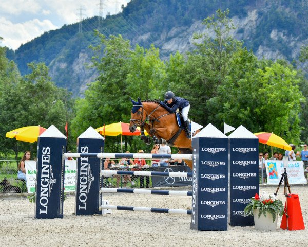 Springpferd Fantast II (Belgisches Warmblut, 2005, von Muscaris D'Ariel)