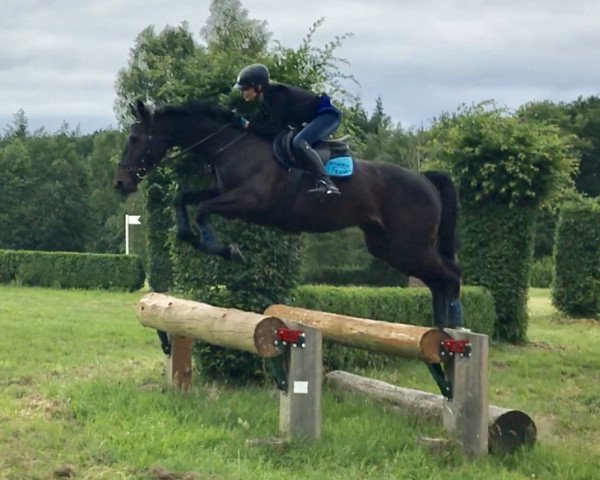 Springpferd Be the one 2 (Holsteiner, 2009, von Singulord Joter)