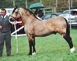 stallion Danaway Flash Jack (Welsh-Cob (Sek. D), 1992, from Trevallion Flash Jack)