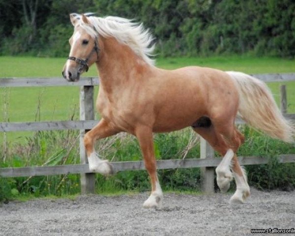 stallion Danaway Desert Storm (Welsh-Cob (Sek. D), 2003, from Danaway Flash Jack)