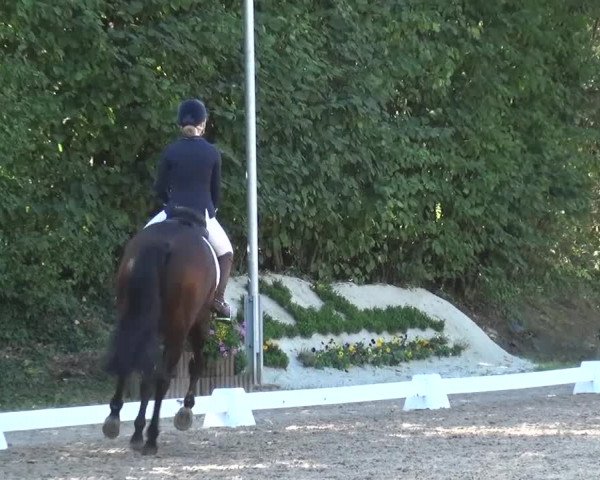 Reitturnier Würselen-Pley 2016