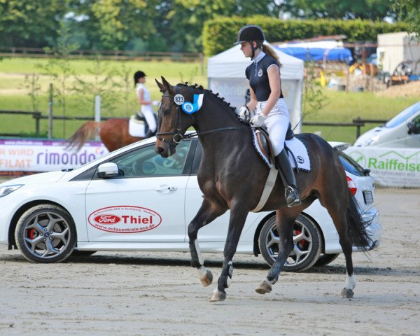 Zuchtstute Frieda 185 (Westfale, 2007, von Fürst Piccolo)