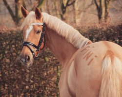 Zuchtstute Fiona (Deutsches Reitpony, 2010, von Heidbergs Nancho Nova)