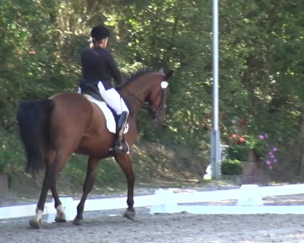 Reitturnier Würselen-Pley 2016