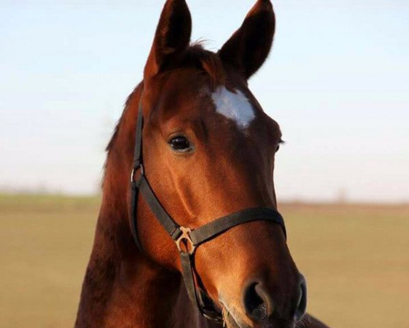 dressage horse Be Aech Ben (Westphalian, 2011, from Basic)