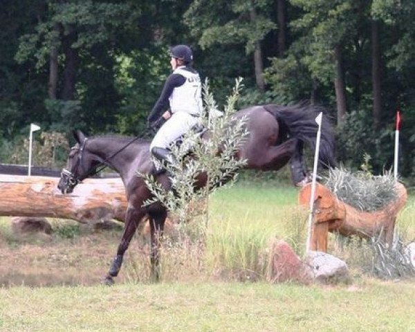broodmare Cool Carlotta (German Warmblood, 2011, from Cash Counting)