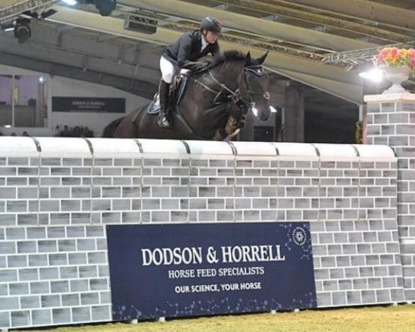 Pferd Edelboy V.d. Renger (KWPN (Niederländisches Warmblut), 2009, von Guccio)