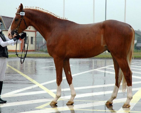 stallion Petriot (Russian Trakehner, 2002, from Egejus) stallion Petriot (Russian Trakehner, 2002, from Egejus)