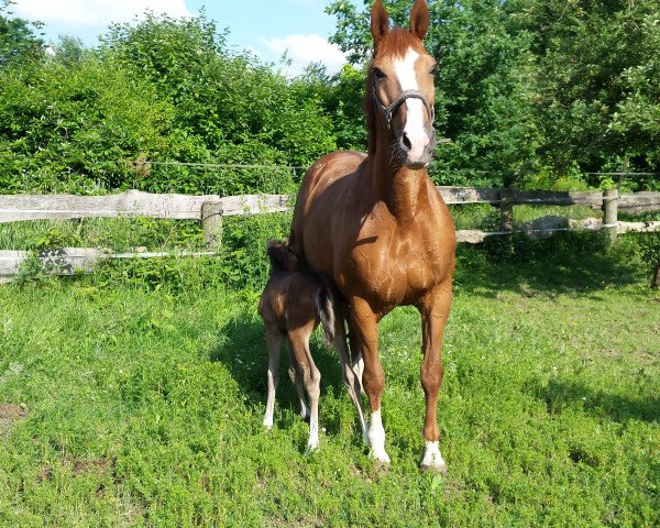 broodmare Farah Diva S. (Westphalian, 1999, from Florestan I)