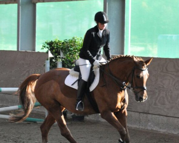 dressage horse Fürstin 39 (Westphalian, 2002, from Fürst Piccolo) dressage horse Fürstin 39 (Westphalian, 2002, from Fürst Piccolo)