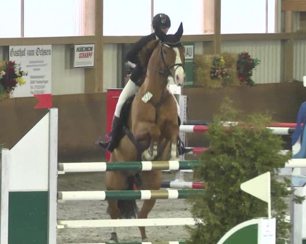 Reitturnier Dettingen 2017 Spring Late Entry
