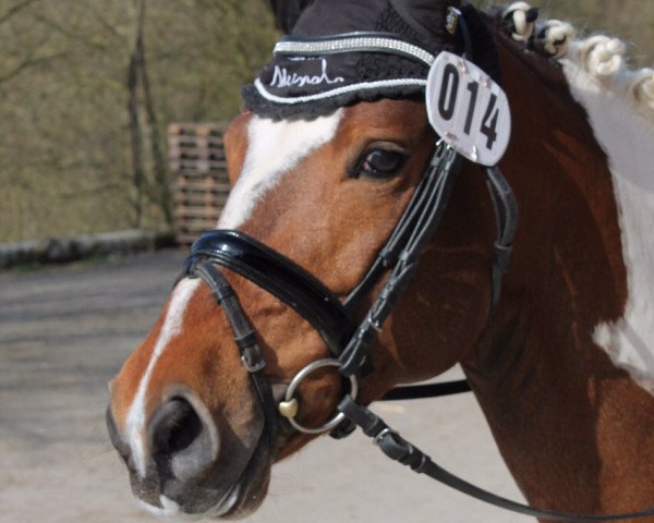 stallion Billy the Kid 52 (Pinto / Small Riding Horse, 2008, from Kid)