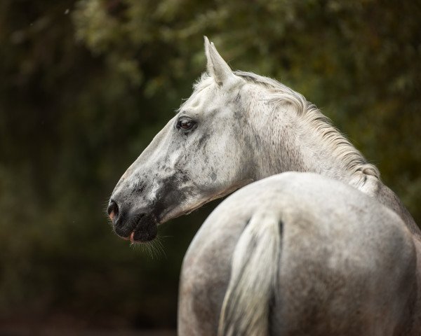 jumper Alexis 215 (KWPN (Royal Dutch Sporthorse), 2005) jumper Alexis 215 (KWPN (Royal Dutch Sporthorse), 2005)