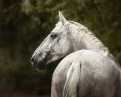 Springpferd Alexis 215 (KWPN (Niederländisches Warmblut), 2005)