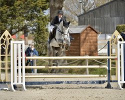 Springpferd Cheker 3 (Holsteiner, 2010, von Clarimo Ask)