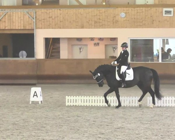 Reitturnier Dettingen 2017 Dressur Late Entry