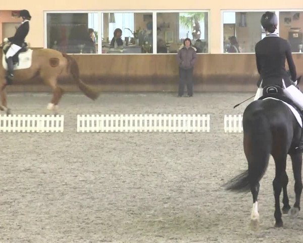 Reitturnier Dettingen 2017 Dressur Late Entry