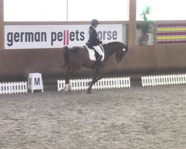 Reitturnier Dettingen 2017 Dressur Late Entry