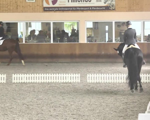Reitturnier Dettingen 2017 Dressur Late Entry