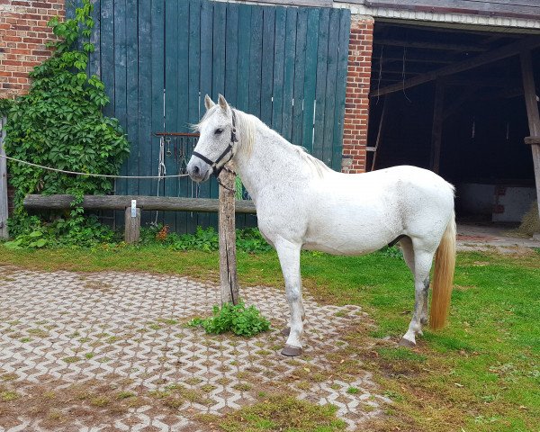 horse Nanou (German Riding Pony, 2002, from Friedrichshof Night Gun)