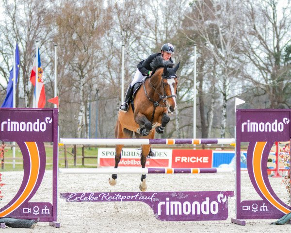 jumper Priam du Roset (Swiss Warmblood, 2011, from Plot Blue)