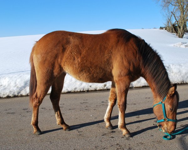 Pferd Simkabars Lady Inred (Quarter Horse, 2017, von Simkabars Dun It Kid) Pferd Simkabars Lady Inred (Quarter Horse, 2017, von Simkabars Dun It Kid)