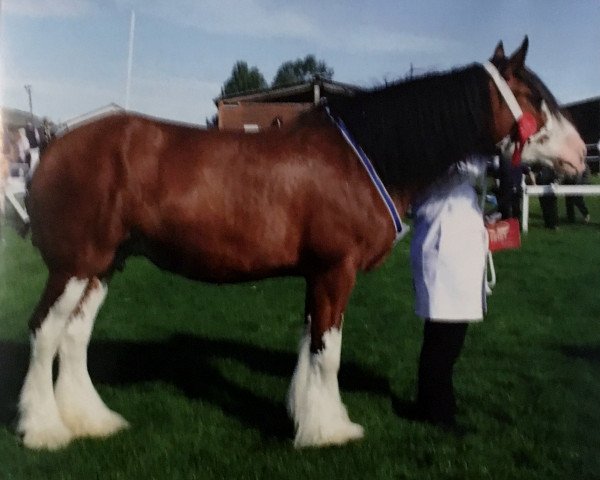 broodmare Holmhead Amber (Clydesdale, , from Millisle Hero) broodmare Holmhead Amber (Clydesdale, , from Millisle Hero)