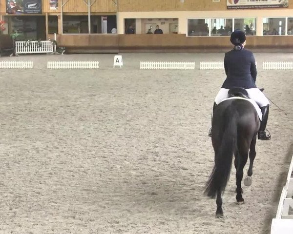 Reitturnier Dettingen 2017 Dressur Late Entry