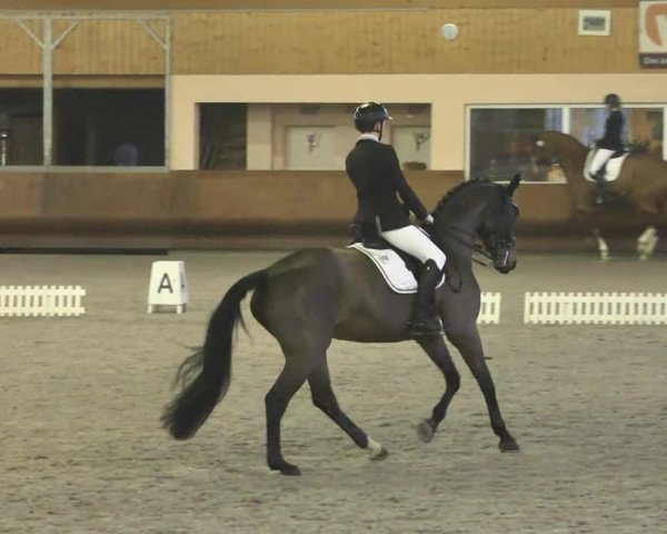 Reitturnier Dettingen 2017 Dressur Late Entry