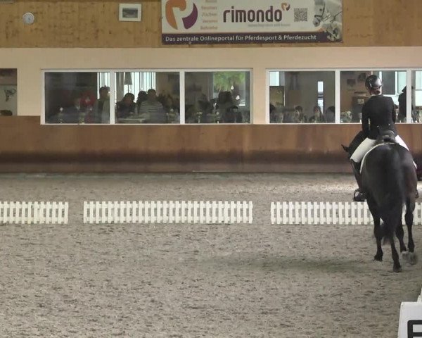 Reitturnier Dettingen 2017 Dressur Late Entry