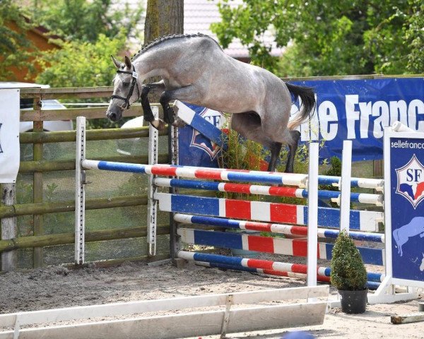 stallion Flic en Flac Vimaje AA (Anglo-Arabs, 2015, from Shaman du Yam's)