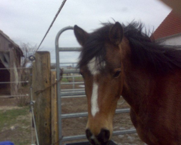 dressage horse Bonita (German Riding Pony, 2004, from Were Di's Aron)