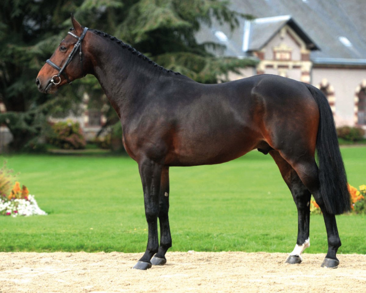 Stallion Cash du Plessis (Selle Français, 2012, from Orient Express)
