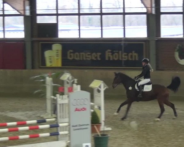 Reitturnier Köln-Leverkusen 2017