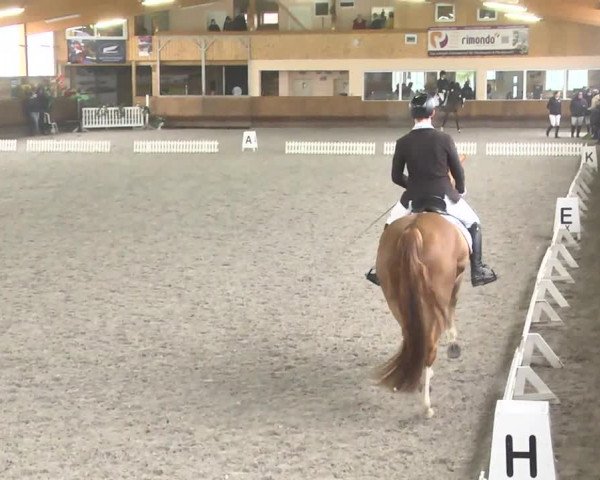 Reitturnier Dettingen 2017 Dressur Late Entry